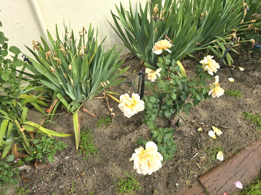 To Let 2 Bedroom Property for Rent in Paarl North Western Cape